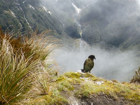 Island Conservation Controversial New Zealand Alpine Parrot Nears ...