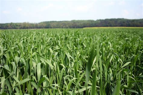 Bio Getreide Blattkrankheiten Vorbeugen