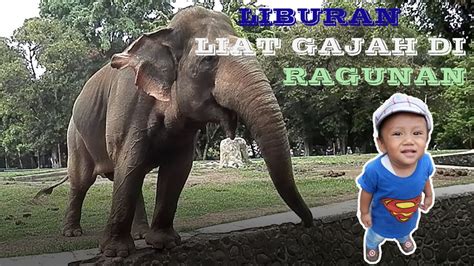 LIBURANNYA LIAT GAJAH DI RAGUNAN YouTube