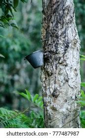 Collecting Natural Latex On Rubber Plantation Stock Photo