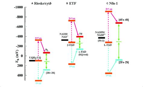 Electrochemical Landscapes For The Electron Bifurcation Reactions In