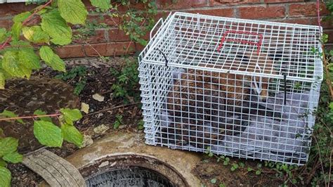 Exhausted Fox Rescued From Uncovered Manhole In St Albans BBC News