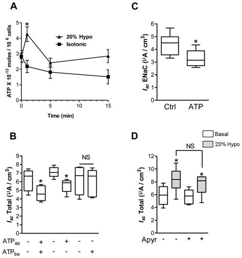 The Time Course Of 20 Hypotonic Shock 20 Hypo In Apical Atp