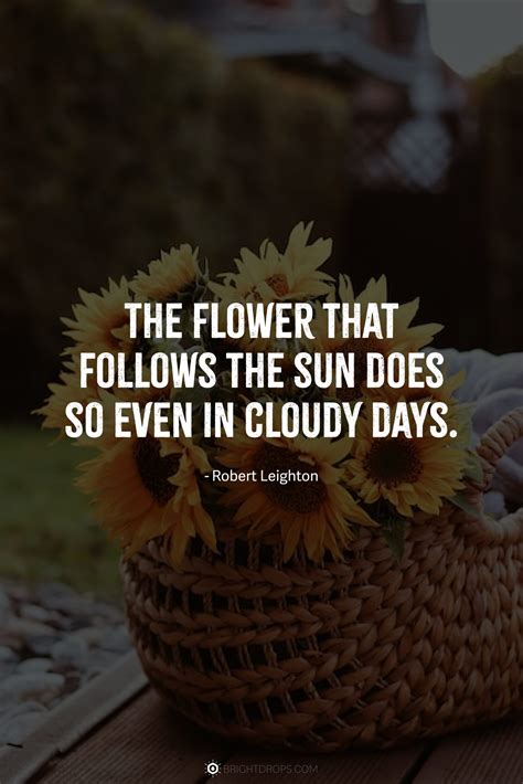 147 Sunflower Quotes for Instagram and Social - Bright Drops