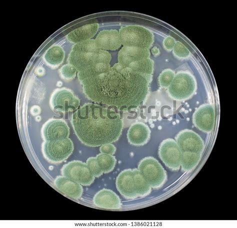 Colonies Penicillium Fungi Grown On Sabouraud Stock Photo 1386021128