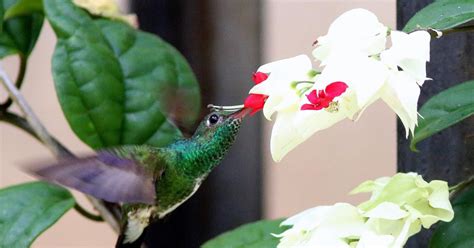 Beija Flor De Garganta Verde Biofaces Bring Nature Closer