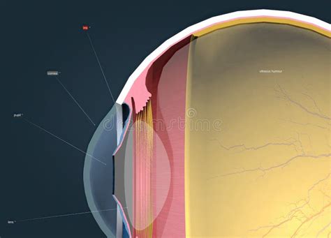 Structure of the Human Eye and Anatomy of Vision Stock Illustration ...