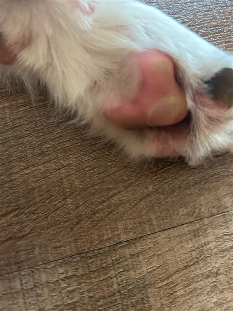 My Dog Has Blisters On Two Of Her Paws And She Is In A Great Deal Of