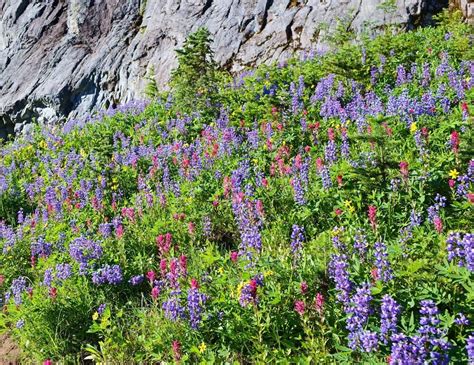 15 Best Wildflower Hikes In Washington State • Small Town Washington