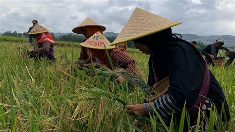 Trenggalek Panen Raya Padi Sehat Tanpa Kimia Gunakan Pupuk Organik