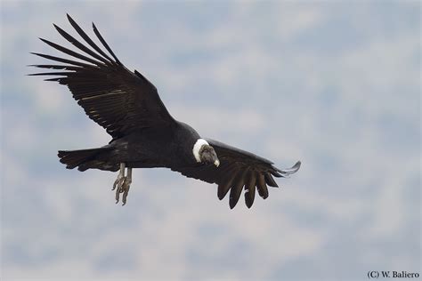 C Ndor Andean Condor Vultur Gryphus Female Farellone Flickr