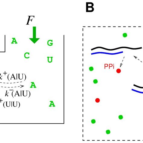 Kinetics And Thermodynamics Of Rna Replication A Single Molecule