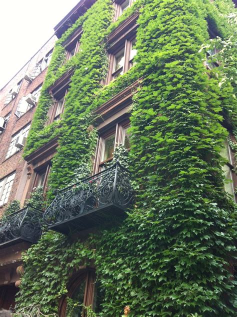 Beautiful Ivy Covered Building In Nyc Street Scenes Nyc Street Nyc