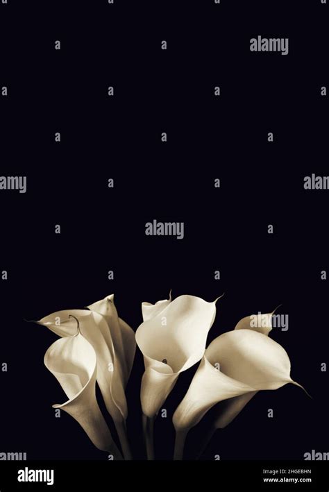 Sympathy Card With White Calla Lilies Isolated On Black Background With