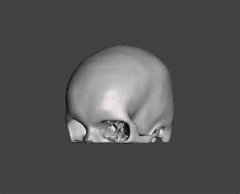 Human Skull Female Free 3d Model Cgtrader