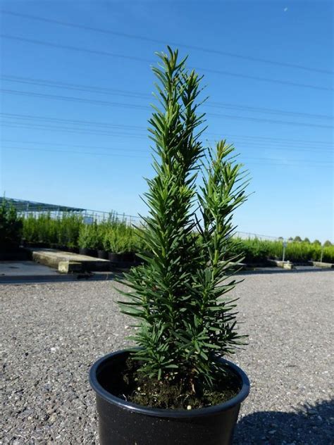 Taxus baccata Fastigiata Robusta Schmale Säulen Eibe Häußermann