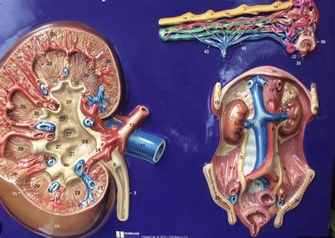 Urinary Models Diagram Quizlet