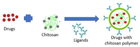 Polymers Free Full Text Chitosan Based Nanoparticles Of Targeted