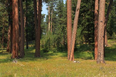 Ponderosa Pine Woodlands Oregon Conservation Strategy