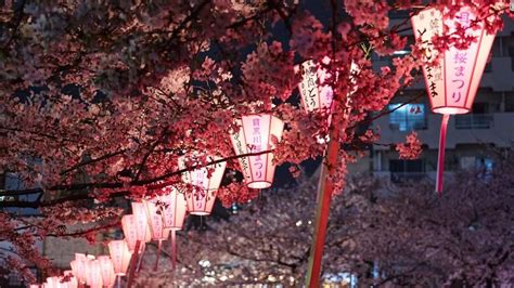 Sakura Flower Meaning And Symbol Japan Amino