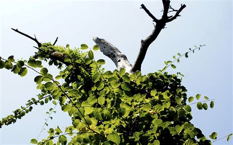 Free Images Tree Nature Branch Sky Wood Leaf Flower Wildlife