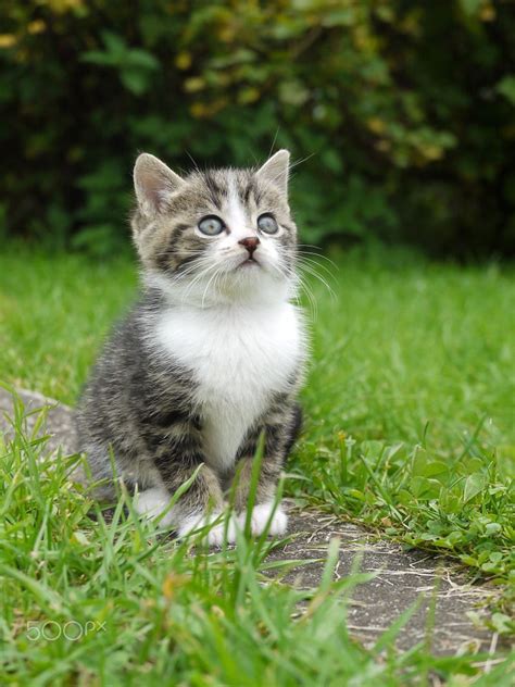 Cat Outside By Rolfo Brenner On 500px Cats Cute Cats Kittens Cutest