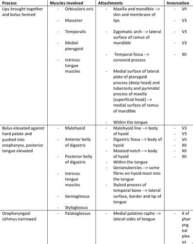 Neuromuscular Control Of Swallowing Flashcards Quizlet