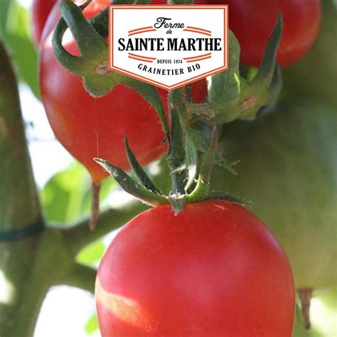 Tomate Petit Coeur De Boeuf 50 Semillas La Ferme Sainte Marthe