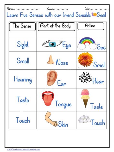 Sense Organ Chart | PDF