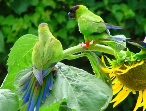 Living Jungle | Nanday Conure