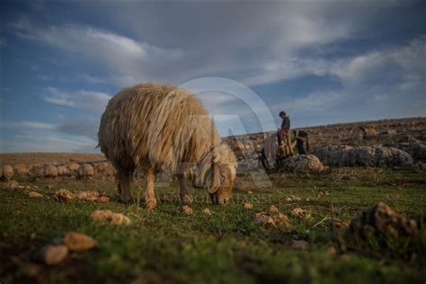 Breeders And Their Sheep In Turkey Anadolu Ajansı