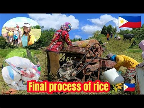 Filipina Farmer Girl And Her Final Process Of Rice Ana S Life