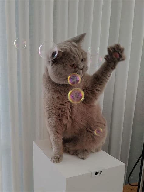 Kitty playing with bubbles : r/cats