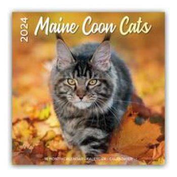 Maine Coon Cats Main Coon Katzen 16 Monats 2024 od 332 Kč Heureka cz