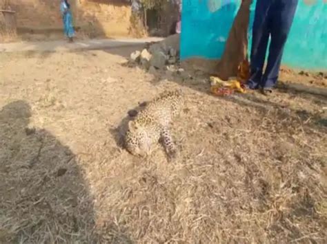 Villagers Found Dead Body Of Leopard Cub In The Forest Injury Marks