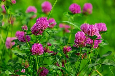 Top 10 Weeds That Look Like Clover Updated