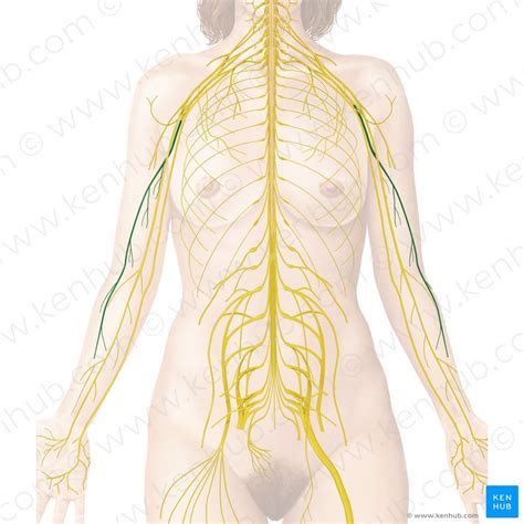 Radial Nerve Origin Course And Function Kenhub