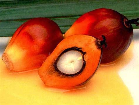 Proses Pengolahan Buah Kelapa Sawit Menjadi Minyak Aku Buah Sehat