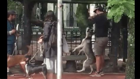 Video Fuerte Detienen A Entrenador De Perros Por Ahorcar A Husky En