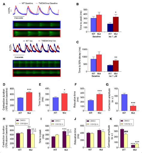 Human Induced Pluripotent Stem Cell Derived Cardiomyocytes Hipsc Cms