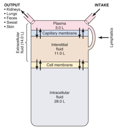 Physiology Ch 25 The Body Fluid Compartments Extracellular And