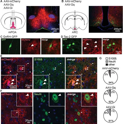 A Role For Glial Fibrillary Acidic Protein GFAP Expressing Cells In