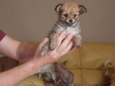 Chi Chi Dog (Chihuahua-Chinese Crested Mix) Info, Temperament, Puppies ...