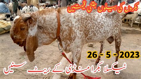 Friday Taxila Bakra Mandi Latest 26 May 2023 Ll Bara Rates Update Ll