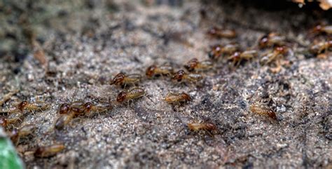 Fascinating Facts About Termites Pointe Pest Control Pointe Pest Control