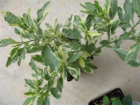 Online Plant Guide Solanum Pseudocapsicum Variegata Variegated