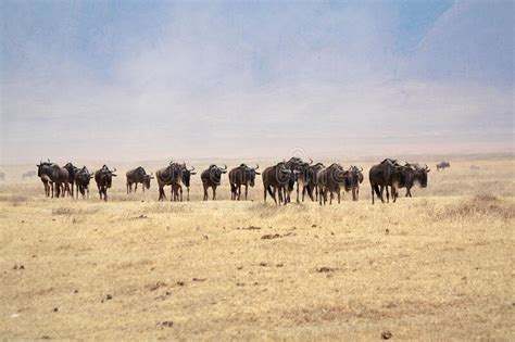 Beautiful View of Wildebeests Migration between Serengeti and Maasai ...