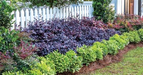 Create Big Garden Appeal With Compact Loropetalum Southern Living Plants