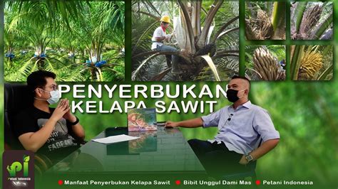 Penyerbukan Kelapa Sawit Tanaman Monokotil Buatan And Alami Youtube