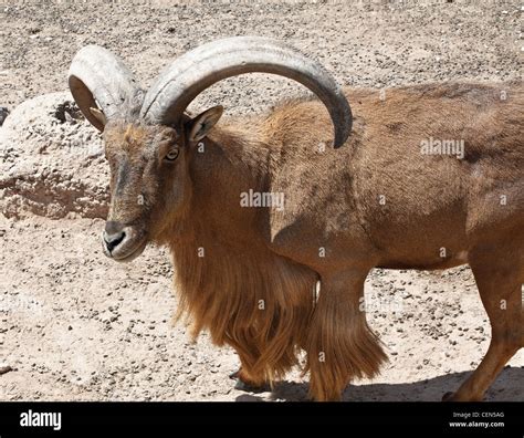 Goat Ledge Hi Res Stock Photography And Images Alamy